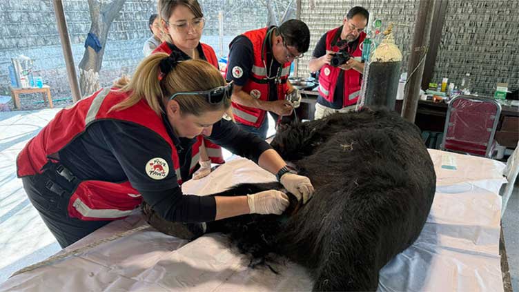 Bear rescued from abuse, relocated to capital for treatment