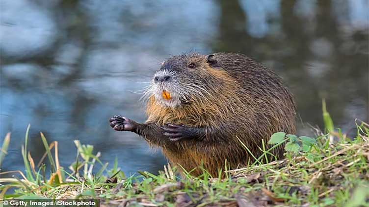 Wildlife experts urge Americans to catch, cook and eat rat-like rodents