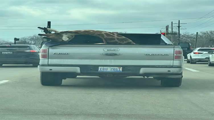 Giraffe in back of truck alarms Michigan motorists: 'Is it even real'