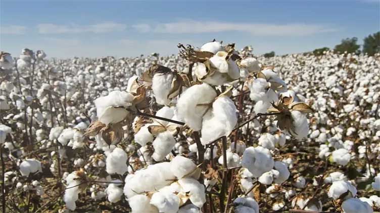 Cotton production in Pakistan declines 34pc due to irregular weather patterns