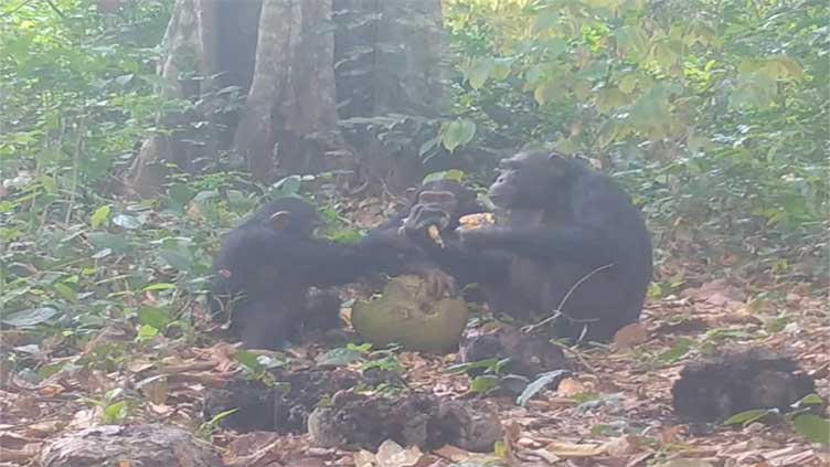 Photo shows wild chimps sharing boozy fruit for first time