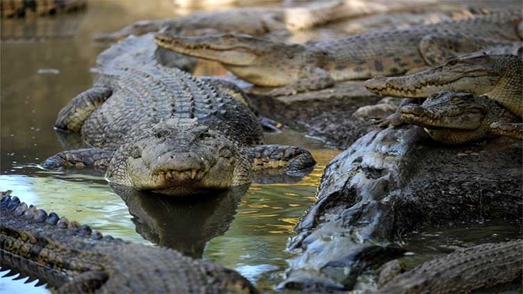 Tourist bitten by crocodile after mistaking it for statue