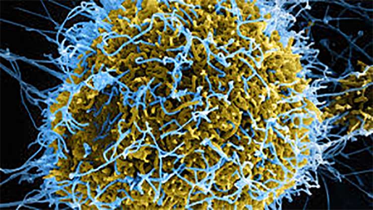 Previously overlooked viruses may secretly shape bacterial populations