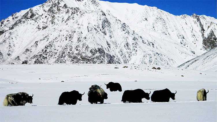 Deadly disease kills over 100 yaks in Hunza region