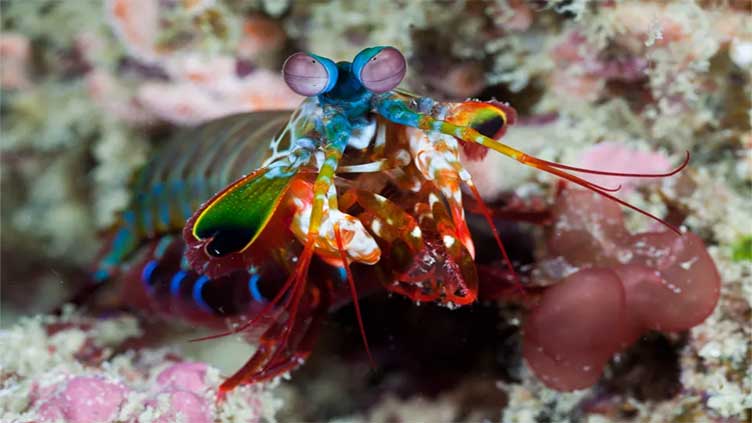 Bizarre 'impossible colours' your eyes can't see