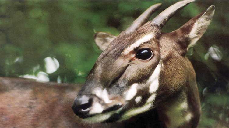 'Asian unicorn'  not seen in wild since 2013  could still be saved