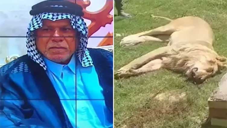 Man mauled to death, eaten by his own pet lion