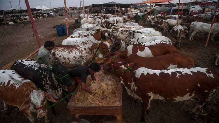 SBP launches 'Go Cashless' drive to buy sacrificial animals in cattle markets
