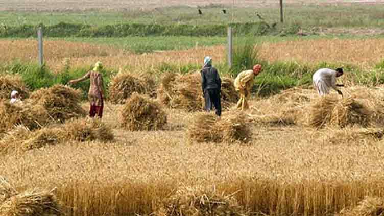 Govt plans relief package for nine million small farmers in Budget 2025-26
