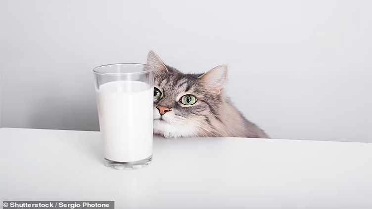 Expert reveals why you should never feed your cat milk - even though they love it