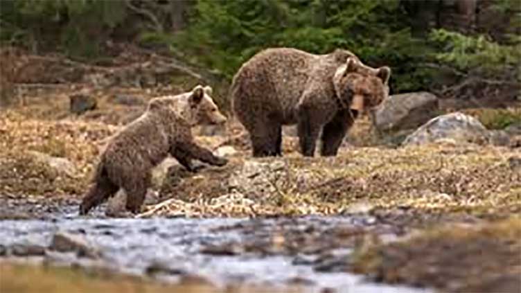 Meat of brown bears to be available to eat in Slovakia