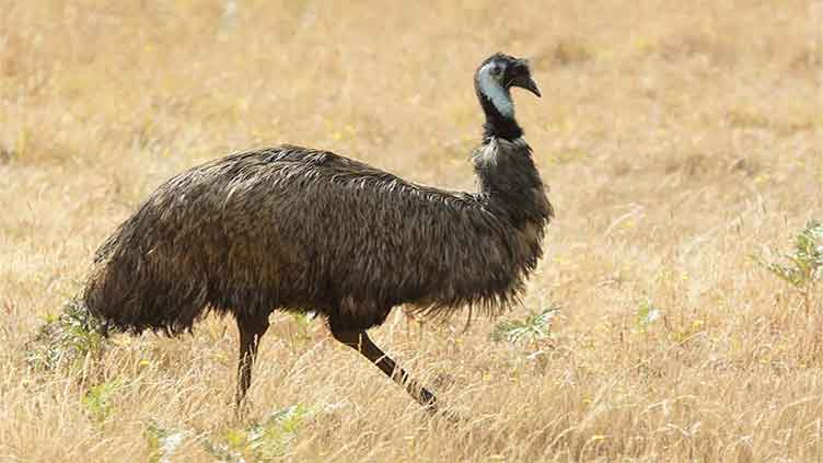 Emu war: When Australia lost war against birds