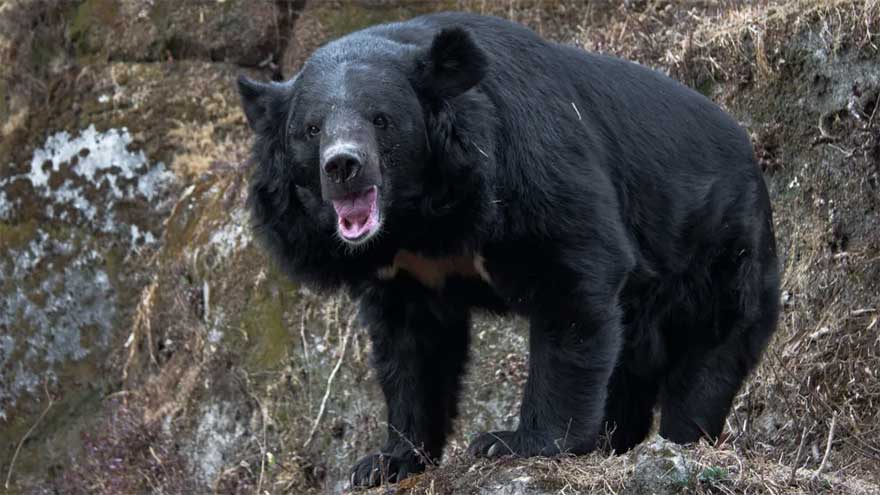 Military deployed to battle bloodthirsty bears after spate of deadly maulings