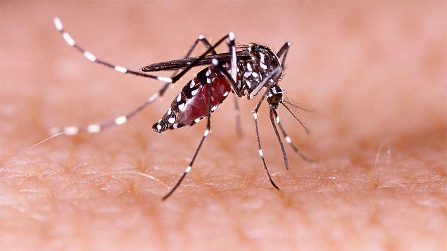 Sindh govt intensifies measures to control dengue