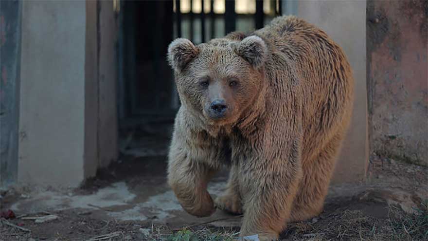 All set to airlift Karachi Zoo's brown bear to Islamabad sanctuary