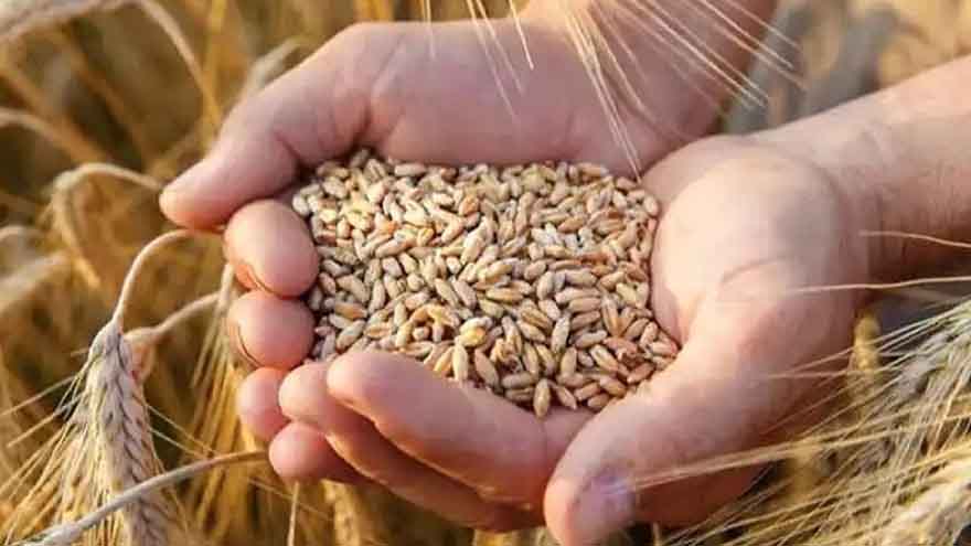 Punjab extends ban on using wheat in poultry feed till Dec 1