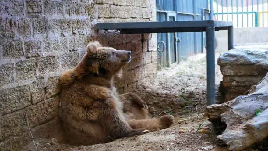 Karachi Zoo's brown bear Rano begins new life after relocation to Islamabad