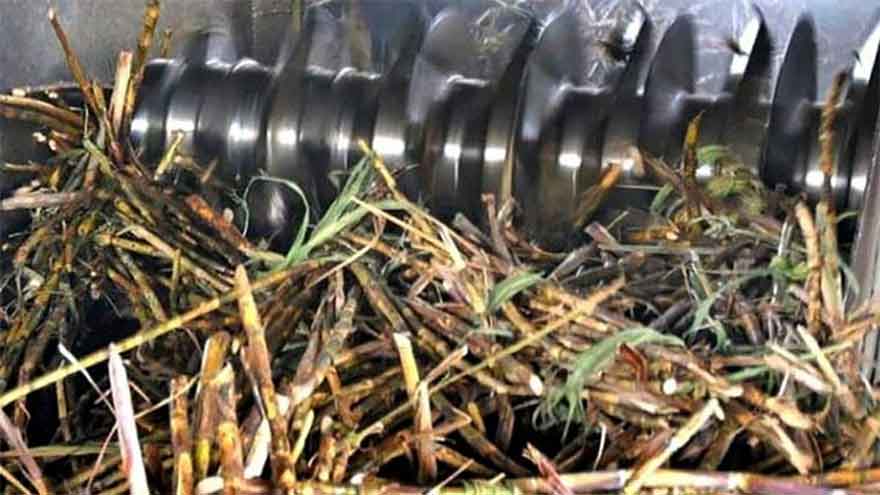 Sugarcane crushing season to kick off from November 15