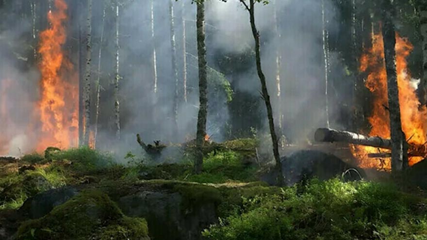 Forest fires devour over 6,000 acres in Punjab in three years