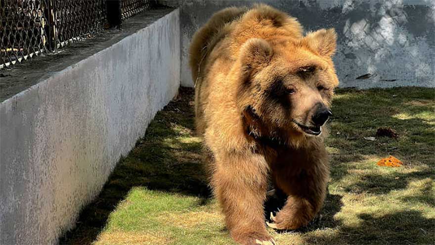 Brown bear airlifted from Karachi begins journey to recovery at Islamabad facility