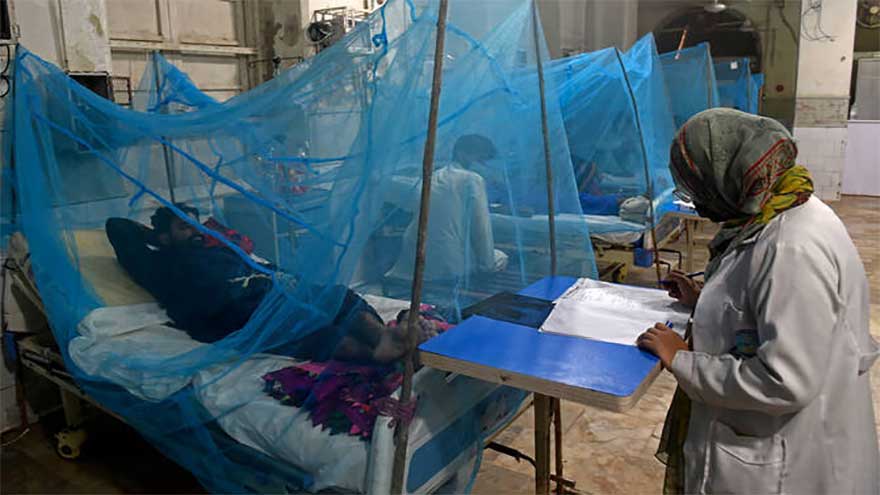 Sindh reports over 700 new dengue cases in 24 hours