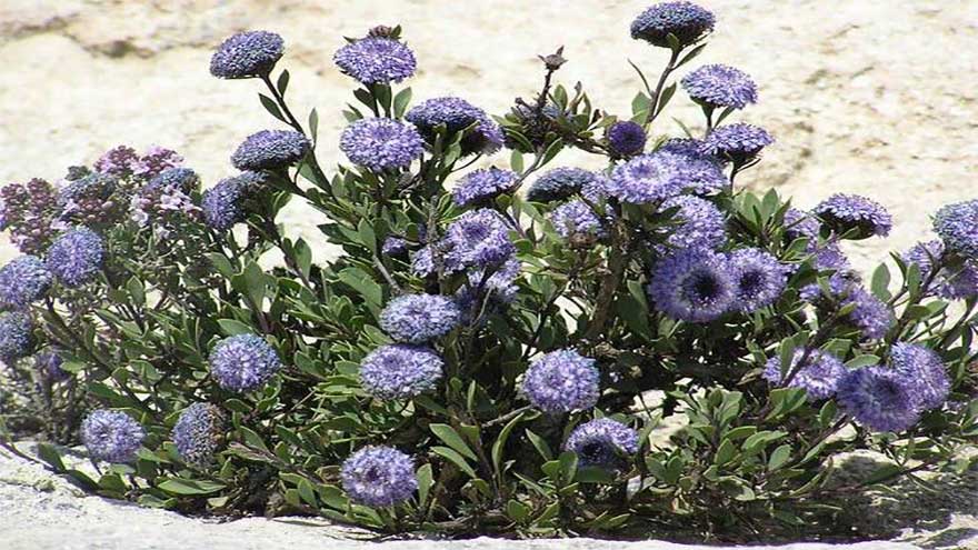 Saudi Arabia fights to revive a vanishing flower