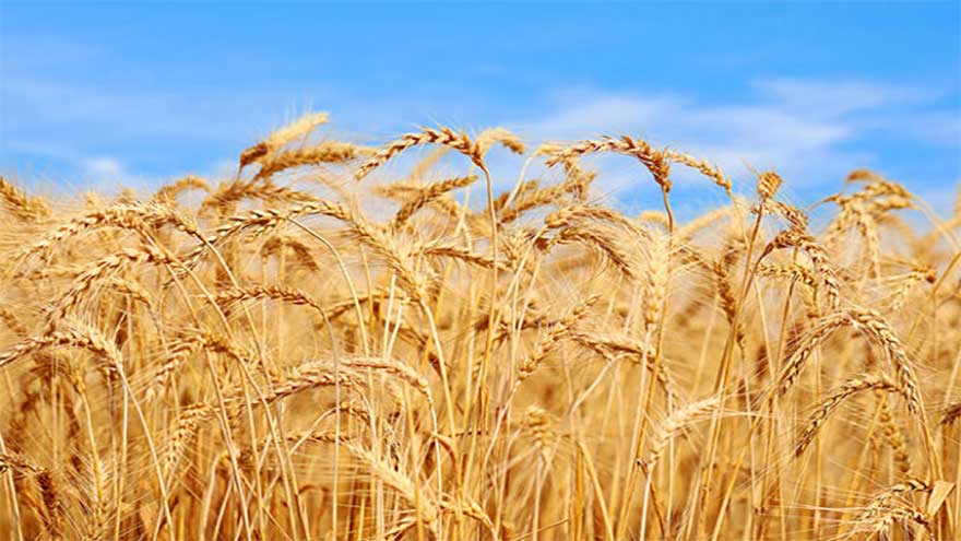 Experts hopeful of meeting wheat target amid favourable post-flood conditions