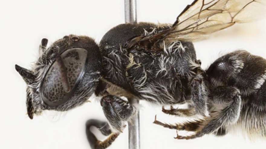 Devil in the beetails: scientists discover new 'lucifer' bee