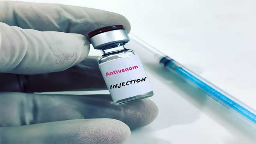 New antivenom works against dangerous snake, study suggests