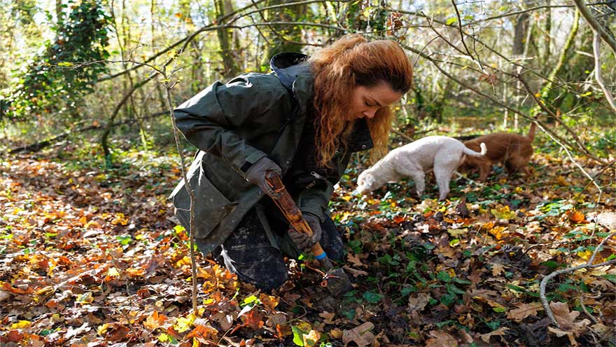 Croatia's truffle hunters pursue one of world's priciest delicacies