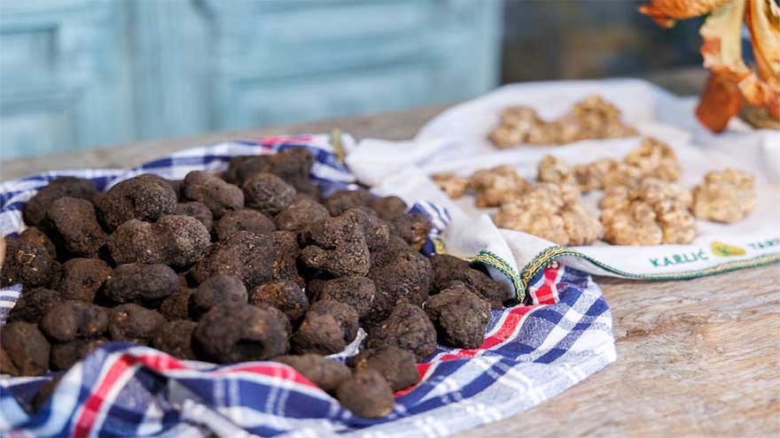 Croatia's truffle hunters pursue one of world's priciest delicacies