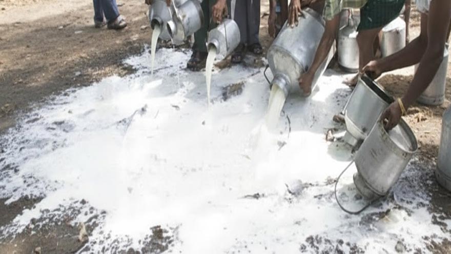 PFA dumps 5,000 litres of contaminated milk in major raid