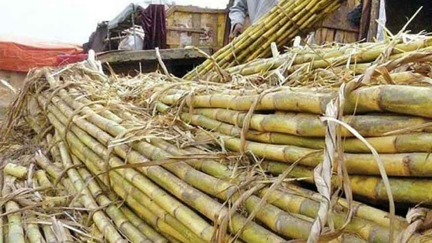 Punjab cane commissioner launches action against sugar mills delaying crushing