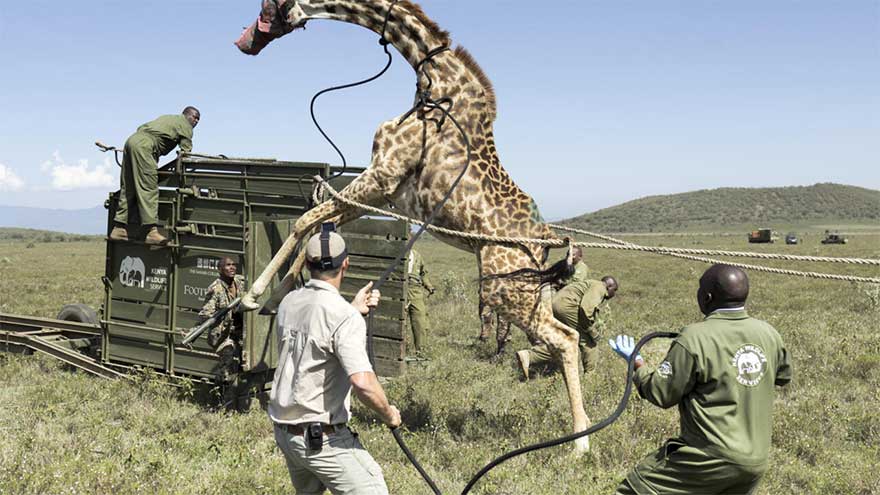 'Stranded, stressed' giraffes in Kenya relocated as habitats encroached