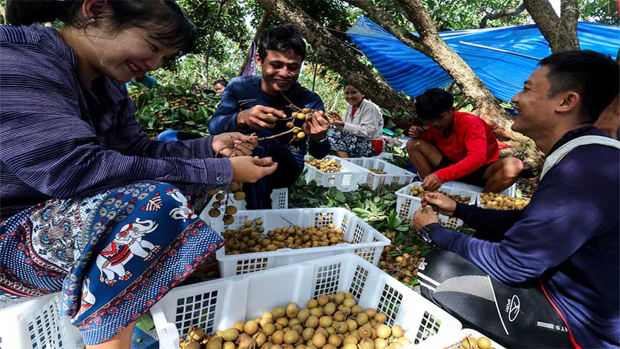 Leaving border camps for orchards, Myanmar refugees join Thai workforce