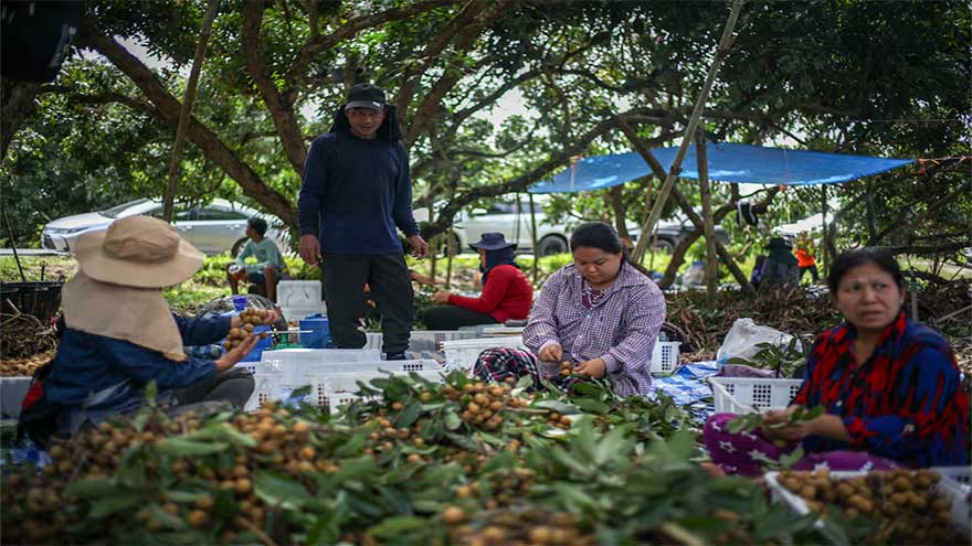 Leaving border camps for orchards, Myanmar refugees join Thai workforce