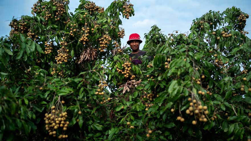 Leaving border camps for orchards, Myanmar refugees join Thai workforce