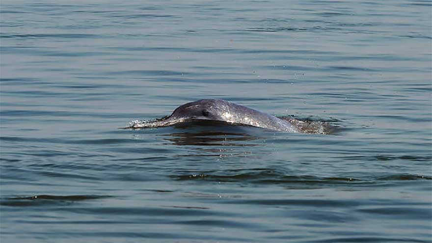 Bottlenose dolphins sighted in Gwadar coast as WWF stresses protection of marine ecosystem