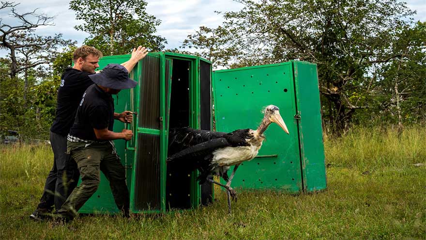Cambodia releases rare captive-bred storks in conservation breakthrough