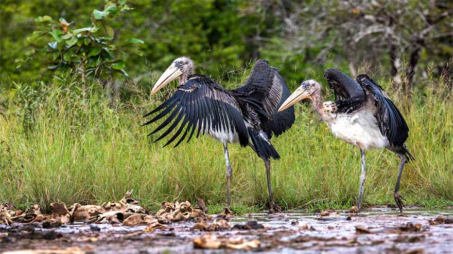 Cambodia releases rare captive-bred storks in conservation breakthrough