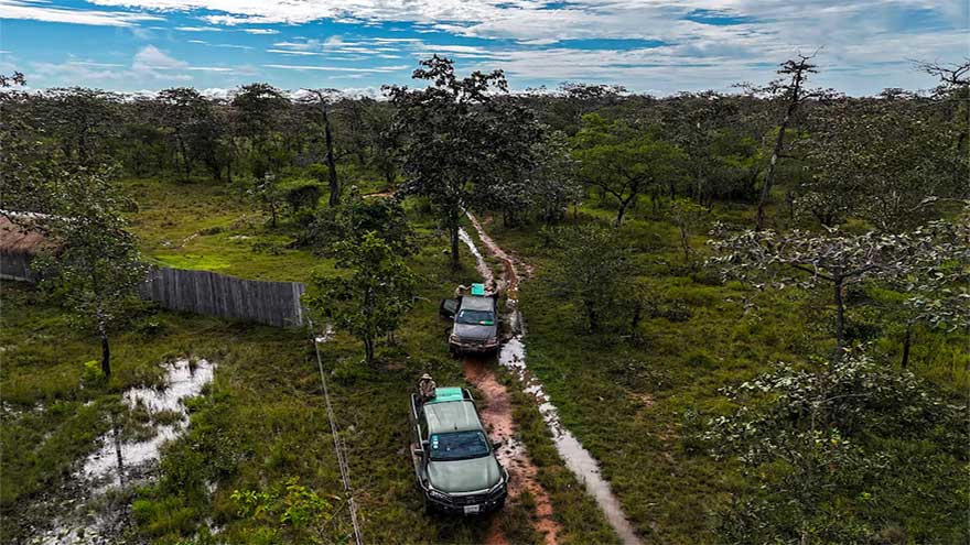 Cambodia releases rare captive-bred storks in conservation breakthrough