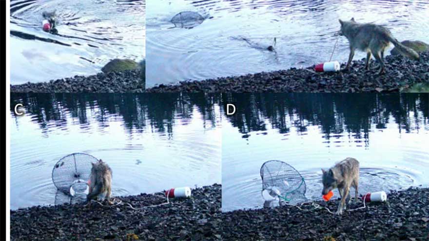 Researchers stunned by wolf's use of crab traps to feed