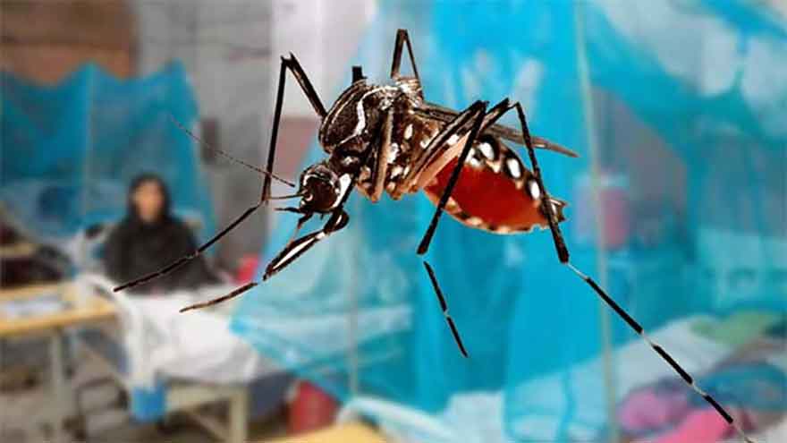 Dengue cases rise in Punjab as 24 new patients reported in 24 hours