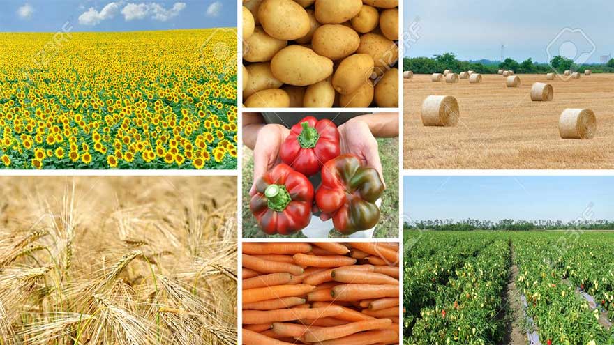 Food, agriculture exhibition begins at Karachi Expo Centre today