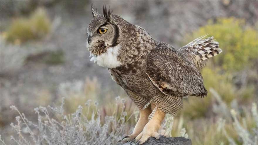 Pakistan's owls facing decline amid habitat loss, poaching, urbanisation