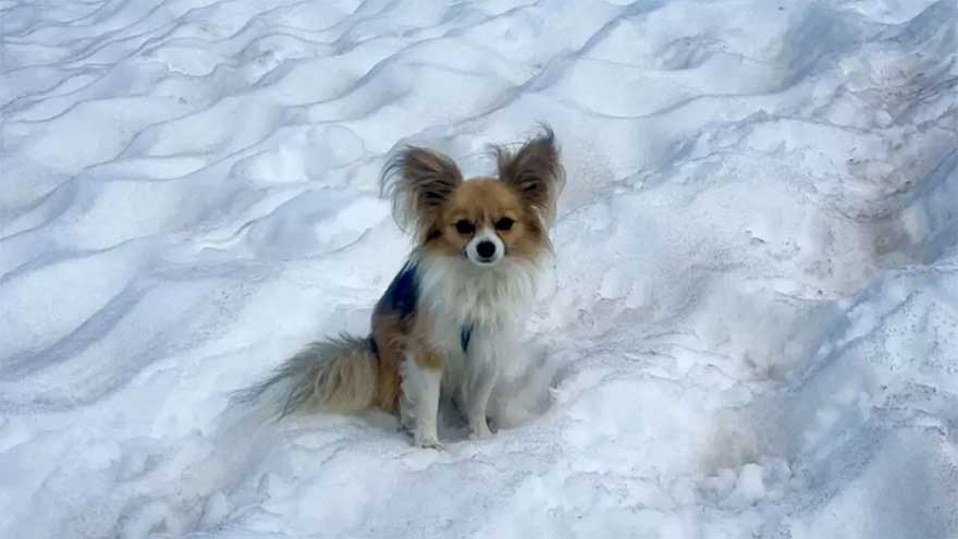 Scientists say most dogs have some wolf DNA - even chihuahuas