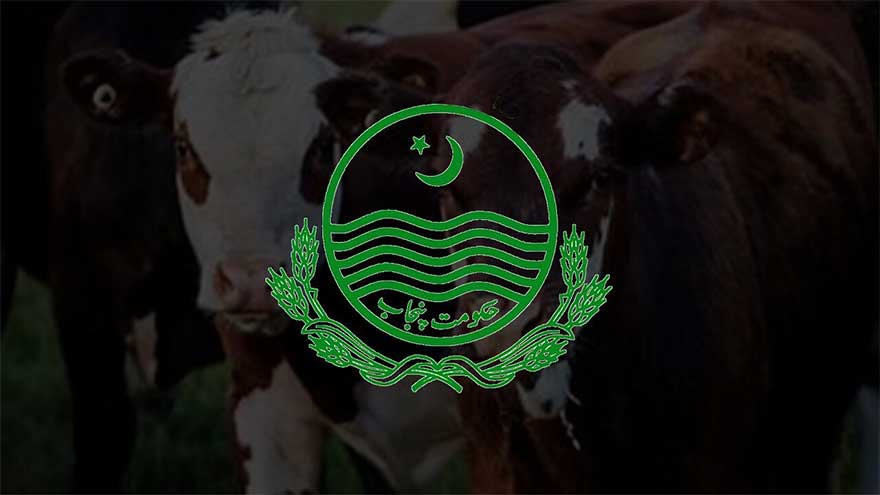 Camel illness in Cholistan under control: Livestock Dept