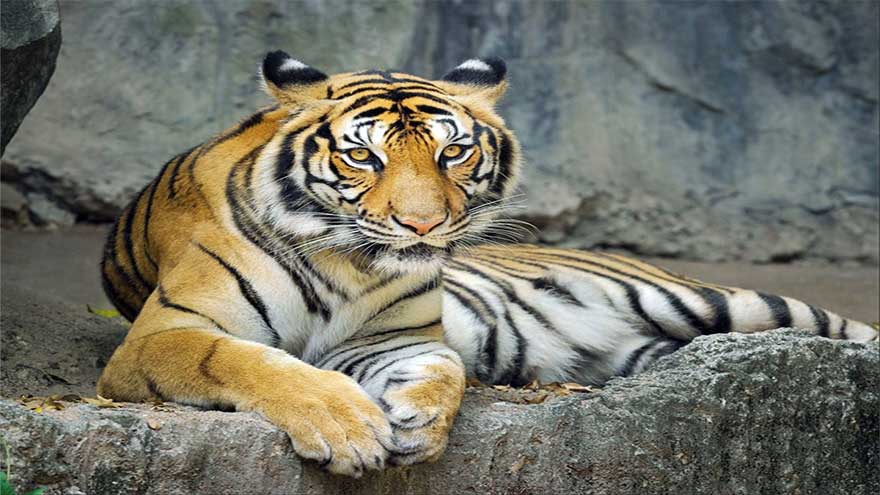 Global tiger trafficking crisis worsens, report warns