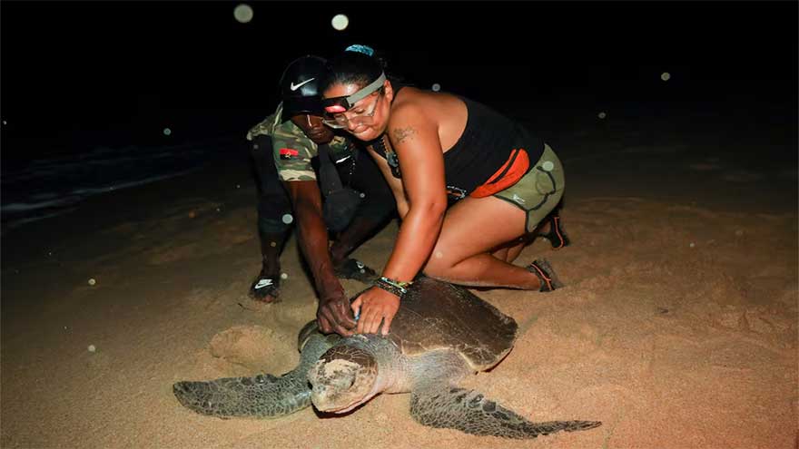 Dunya News From hunters to guardians: Angolan villagers help to save endangered sea turtles