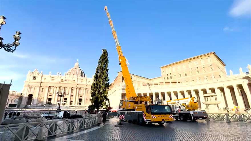 Vatican Christmas tree goes up in St Peter's Square ahead of festive season